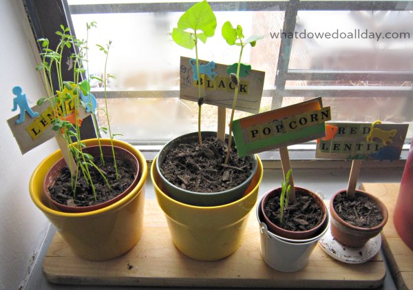 Marcadores de plantas hechos por niños (actividad de jardinería interior)