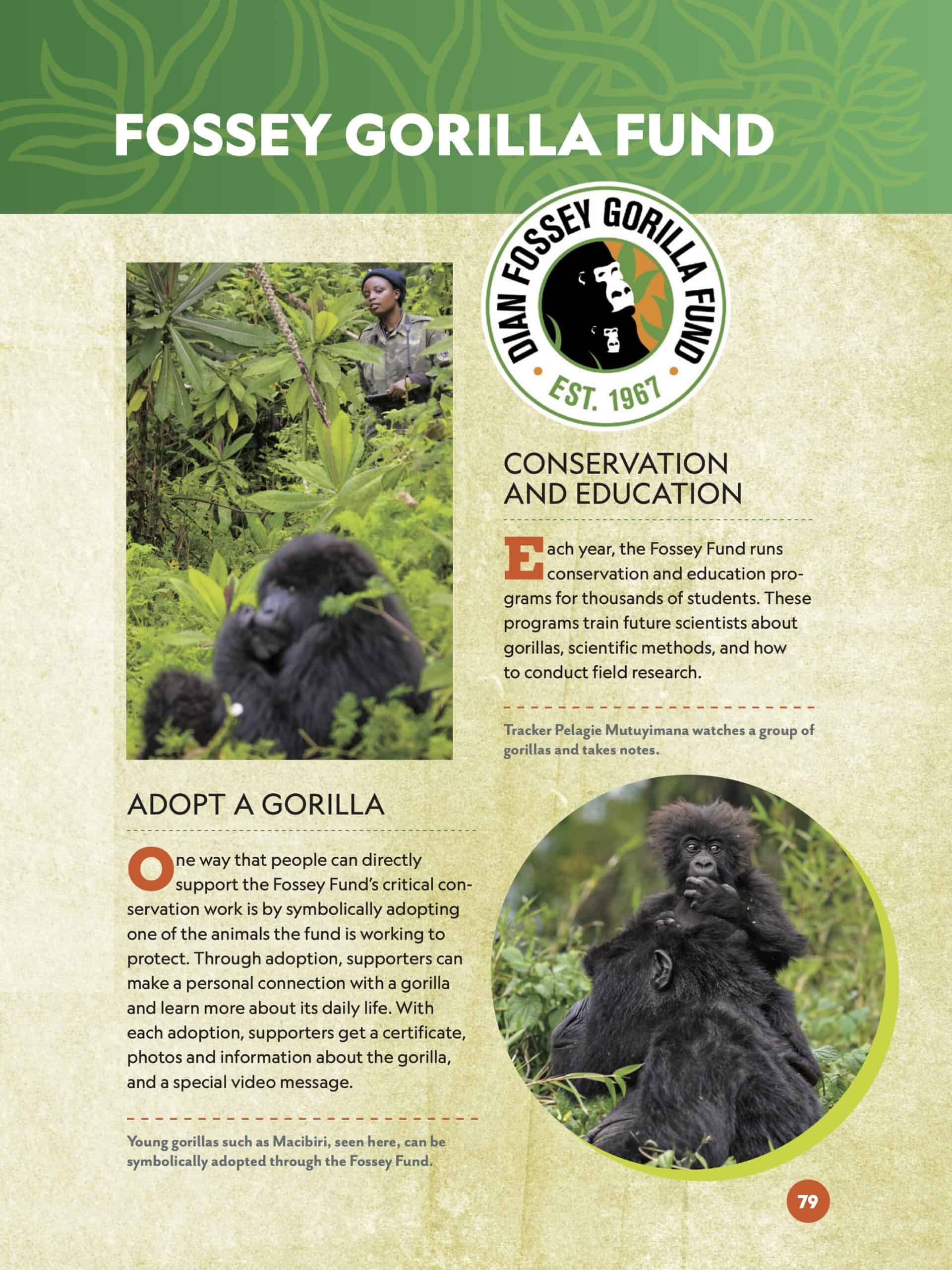Activismo, ecoturismo y adopción de gorilas: salvar a los grandes simios